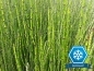 Preview: Schachtelhalm bunt - Equisetum variegatum